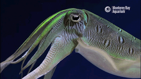 Site hosted by Neocities